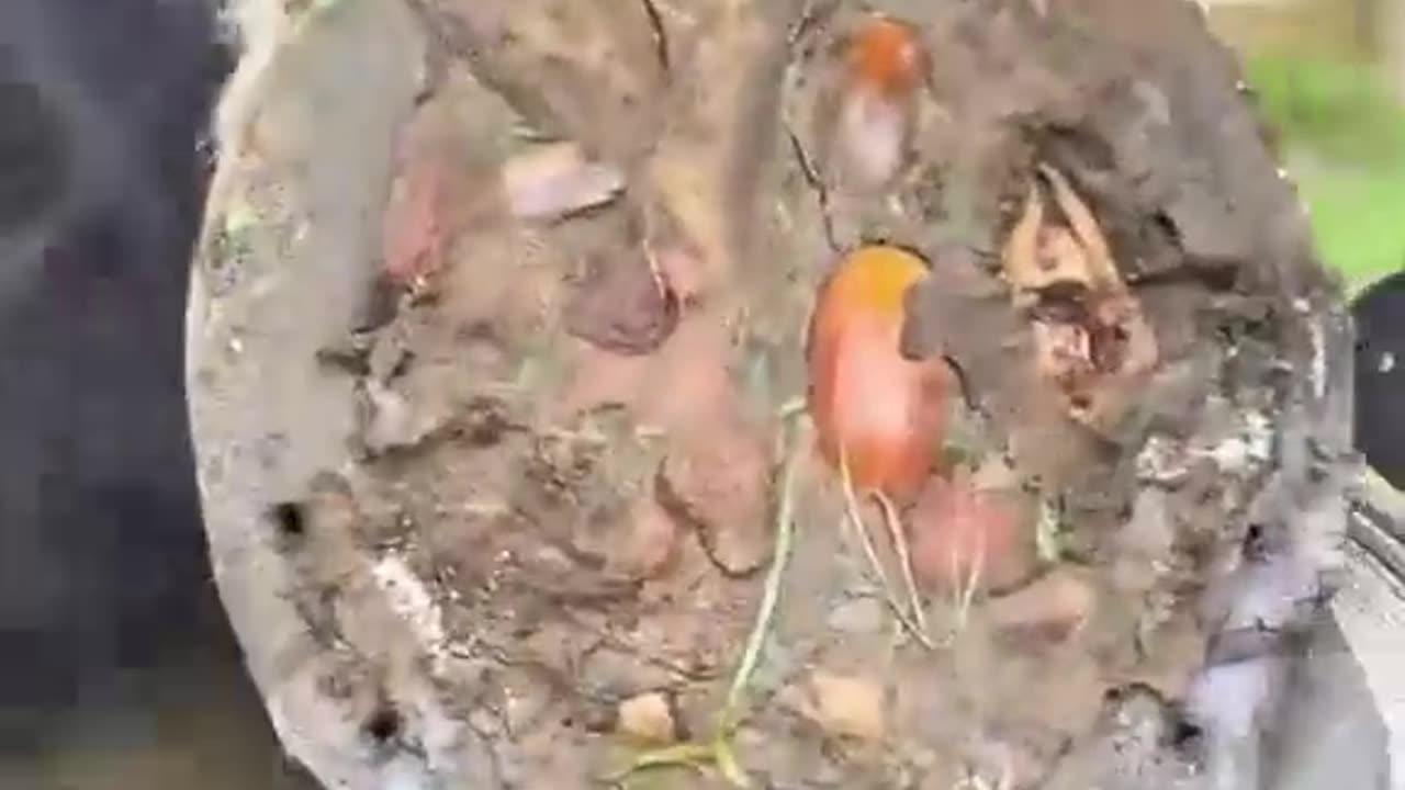 A lot of mud in this hoof! #asmr #farrier #shorts #satisfying #tiktok