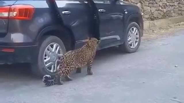 Leopard in public Dangerous wild animal Himachal india