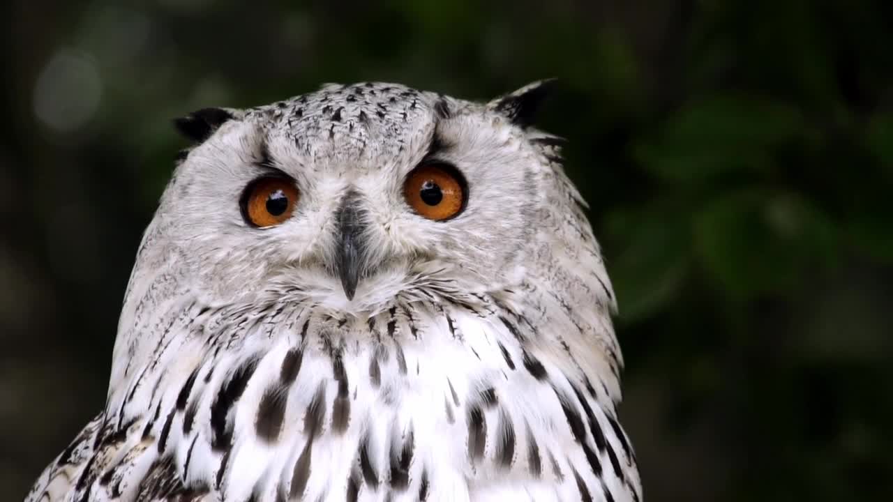 owl