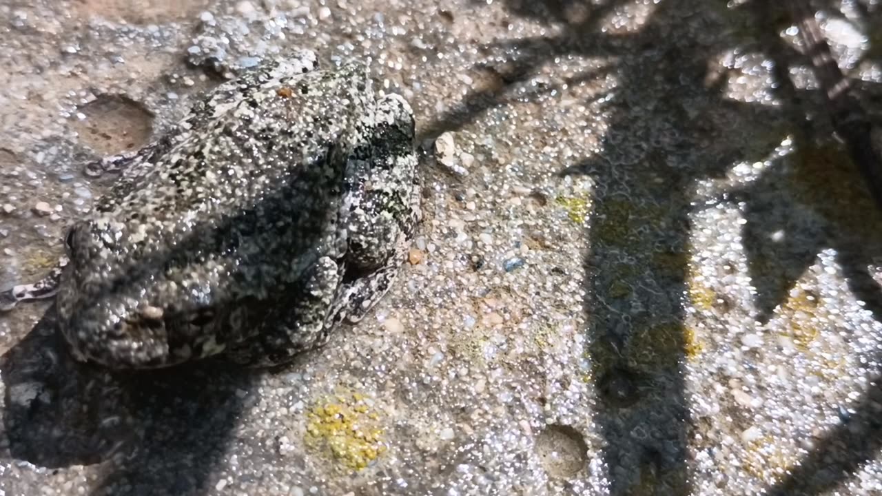 Gray Treefrog