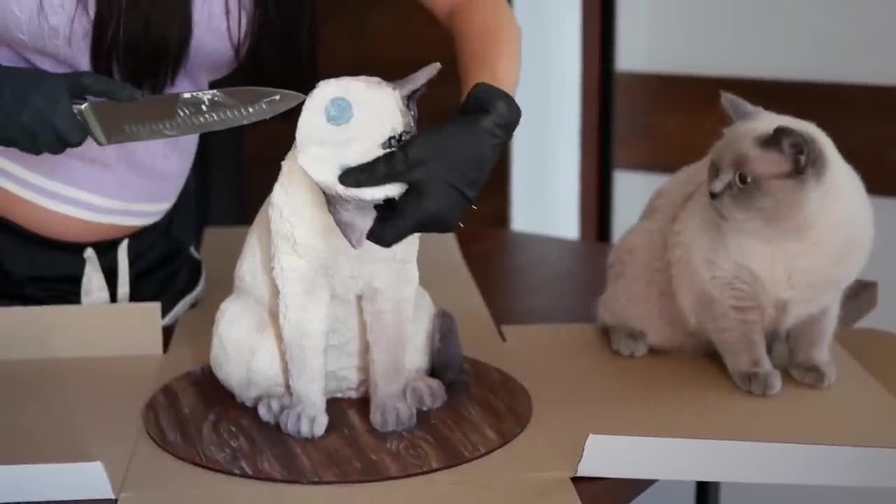 Get Reaction the cake that the similar cat # funny