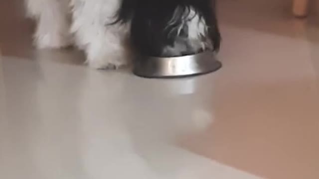 Cute Lhase Apso Puppy eating food