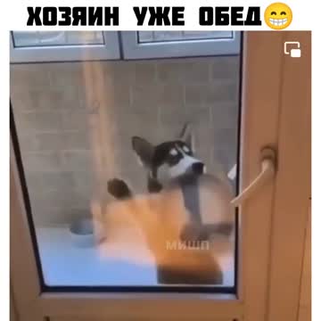 The owner is already obezh