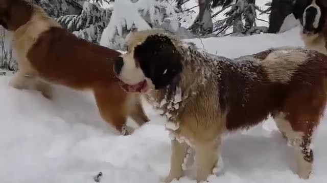 Dogs in the snow