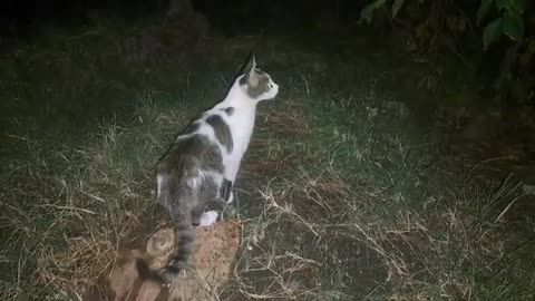 A cute cat is looking for prey at night.