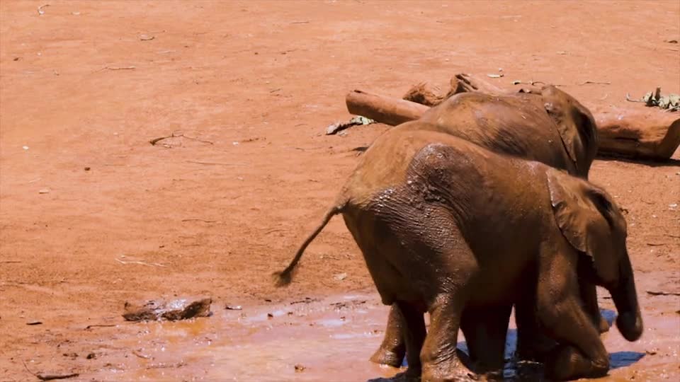 Baby Elephants Playing In The Mud