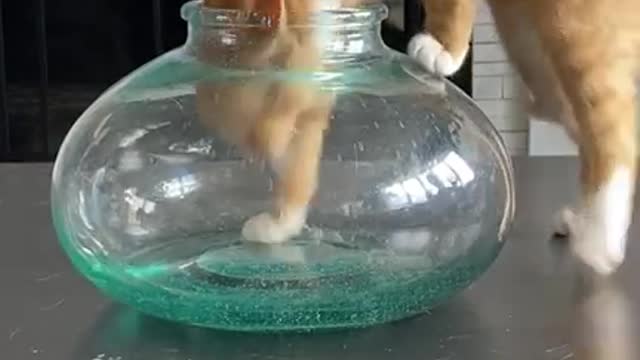 funny cats videos