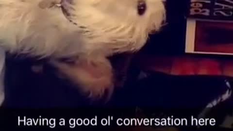 Good ol conversation dog howls with human