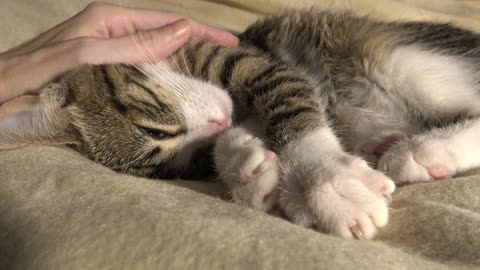 Baby Cat Has Long Whiskers