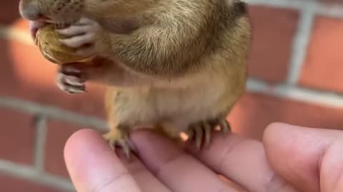 CuttyChipmunk is eating Nuts