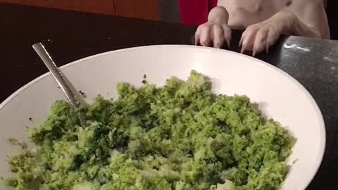 Black and white dalmation puppy wants green food