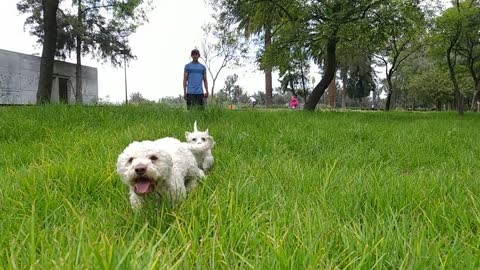 Dog and family 1