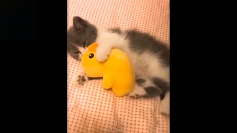 Cute And Funny Pets wrestling with Toys