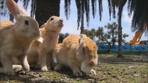 Bunny Rabbit Island Japan - CUTEST Compilation