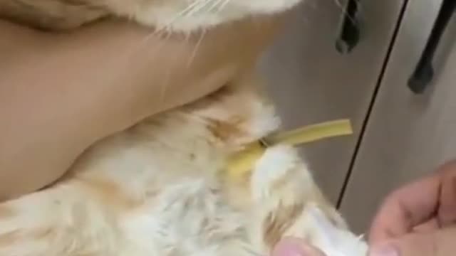 Lovely Cat, Cuties Cat, Black Cat, Cats, Funny Cats, Funny Cat Videos