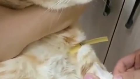 Lovely Cat, Cuties Cat, Black Cat, Cats, Funny Cats, Funny Cat Videos