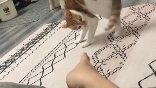 This cat has been controlled by the mage 🥴🤪