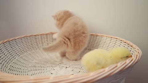 Kittens walk with a little chicken walk with a little chicken