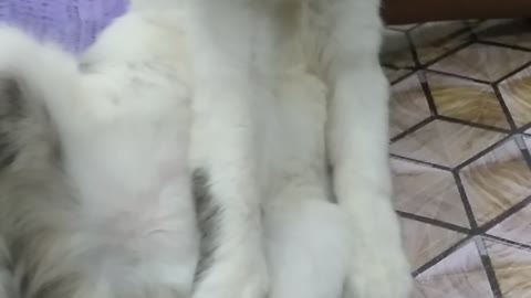 My naughty kitten funny sleeping💤😴💤