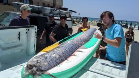 A 12-foot-long harbinger of doom, Oarfish washed ashore in San Diego