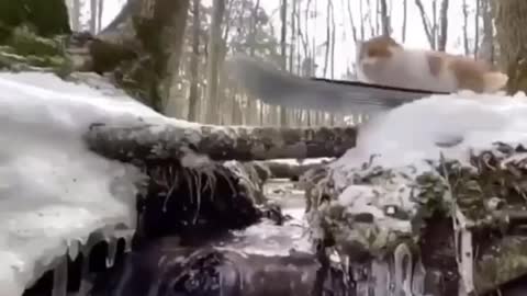 Cat passionate about snowboarding