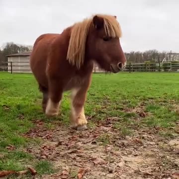 Little pony horse | Free HD Video - No Copyright , Motion Graphics