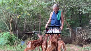 Feeding five fawn at one time