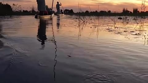 Wildlife & Funs