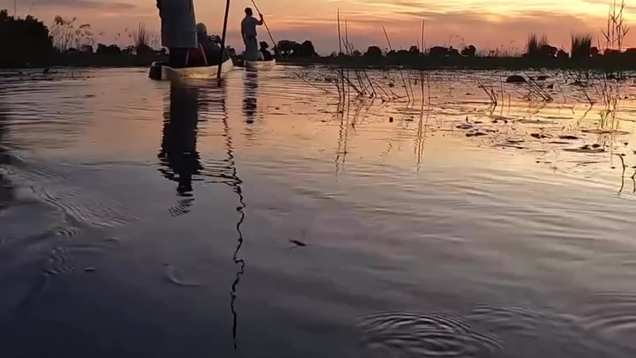 Wildlife & Funs