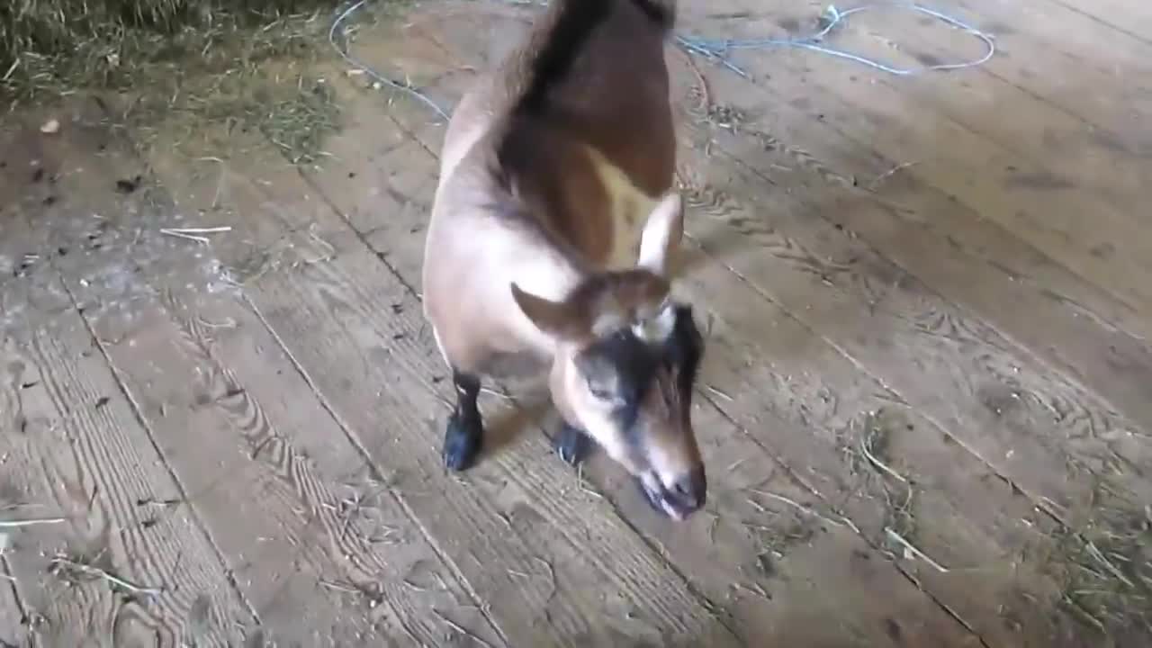 Funny Goats Screaming like Humans