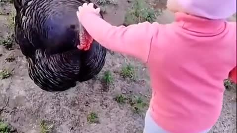 Turkeys are tame for one reason: to drink