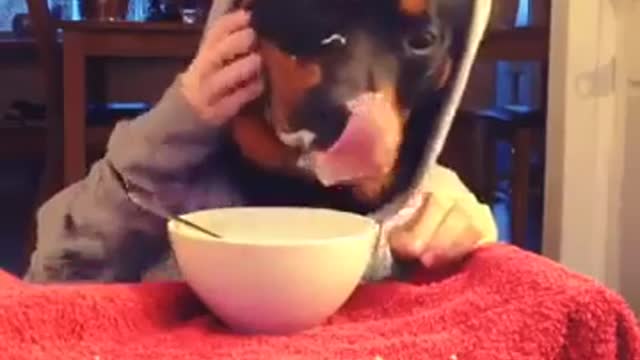 Funny Dogs its eating