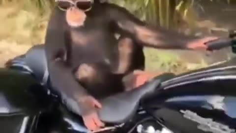Monkey Listening To Music On Motorcycle 🎼💃 [FUNNY ANIMAL VIDEO]
