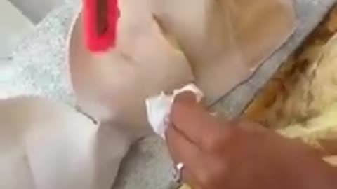 Attention Ladies： This Lady Cuts Open Her Padded Bra and Finds This in it...