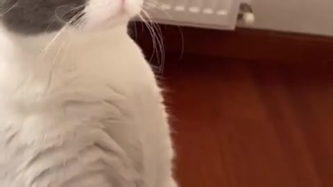 Cute Meow