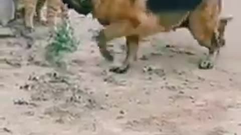 Brave cat vs two ferocious dogs.seruuu#shorts
