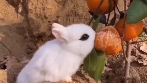 Best Funny Animal Videos of 2024 | Funniest Animals Ever | Relax with Cute Animals