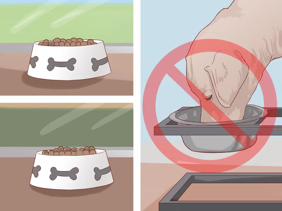 Bloating in dogs is very serious