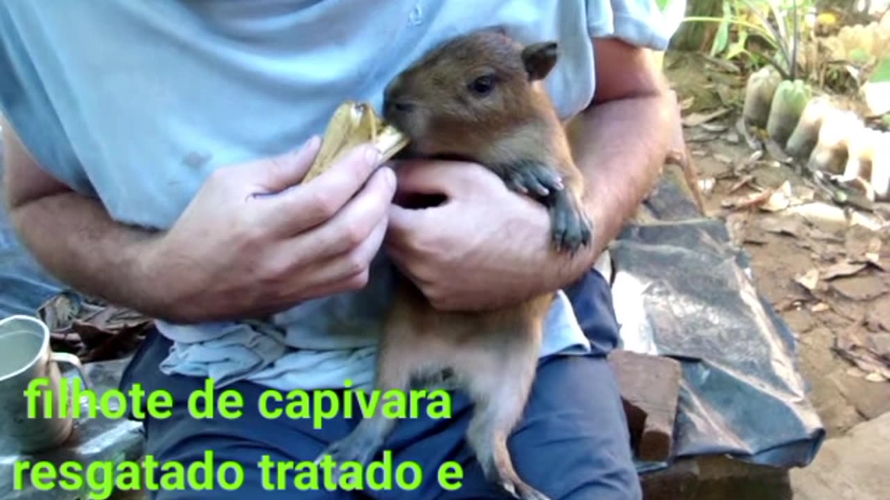 Filhote de capivara resgatado tratado e solto na natureza