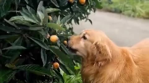 What a good helper !!