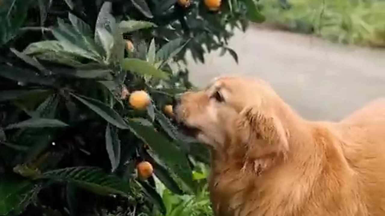 What a good helper !!