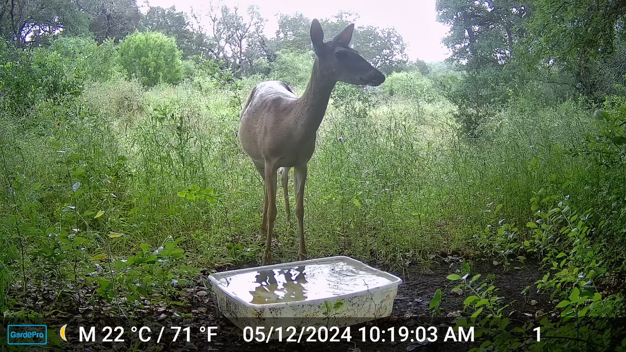 Early season female White Tail deer