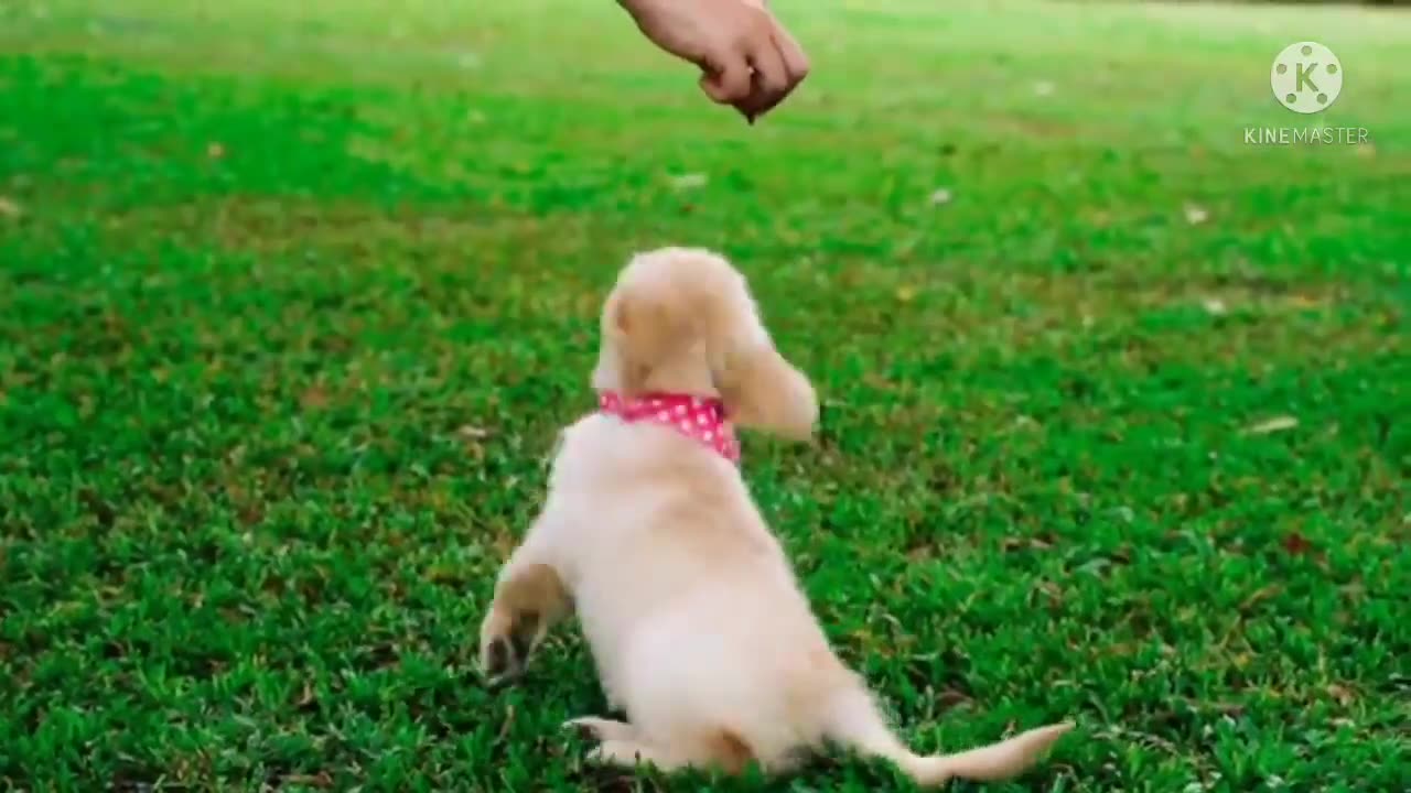 Cute Puppies Videos - Compilation