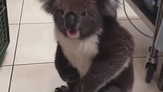 Amazing animals#funny#cute