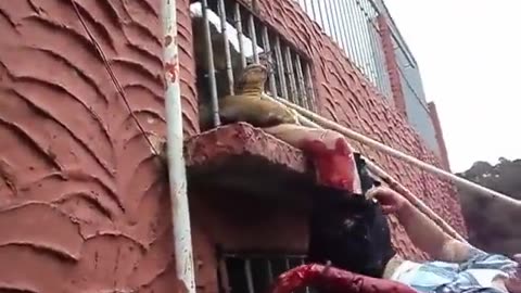 Climate change activist puts his feet 2 metres high in the lions cage.