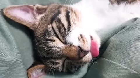 Sleeping cat!