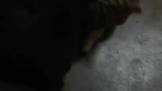 Dog&cat