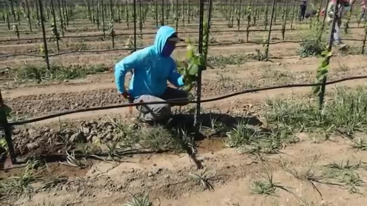 How us farmers harvest