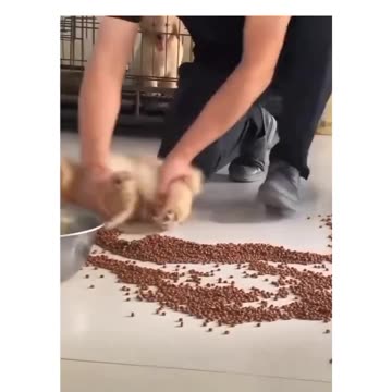 Funny moments with dog #7