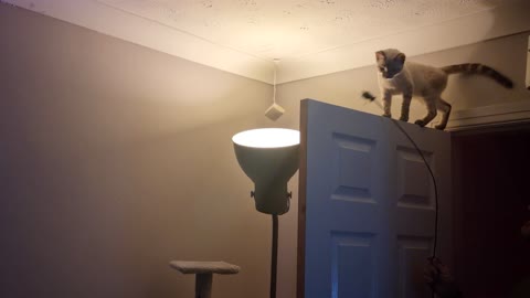 High jumping kitten happily chases his toy